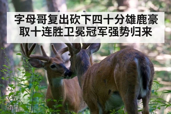 字母哥复出砍下四十分雄鹿豪取十连胜卫冕冠军强势归来